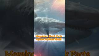 Megalodon Shark Facts: महासागर का विशाल शिकारी | Wild Park | #shorts #shortvideo #ytshorts