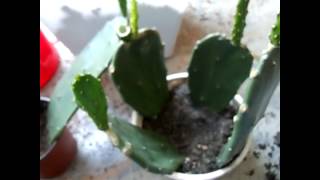 This is an update of my prickly pear cacti that i grew from the actual
cactus pad/stem.it's already fruiting! part 1- how started it:
http://www..co...