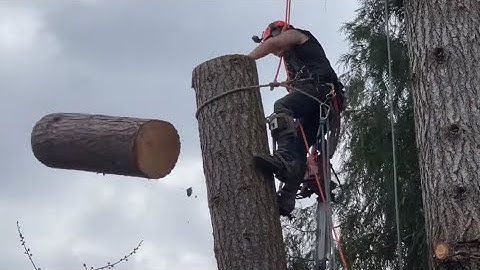 Tree chunk down , tied in and chunking out