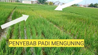 Penyebab tanaman padi menguning masih umur 35 hari