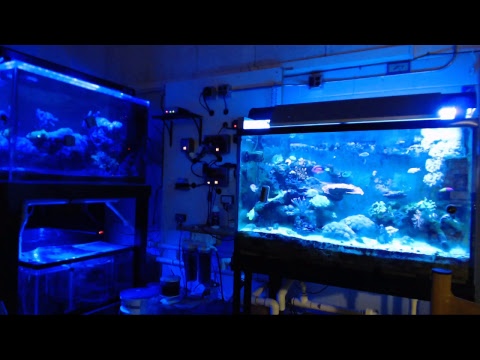Matt Klapper Live Stream