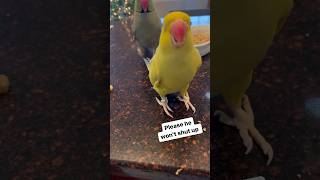 He won’t leave her alone! #talkingbird #parrot #talkingparrot #chatterbox #cuteanimals #funnyanimals