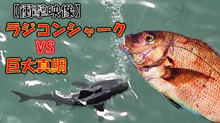 【衝撃】ラジコンシャークvs巨大魚　魚ハンター2号たけのり　マリーナシティ釣り堀