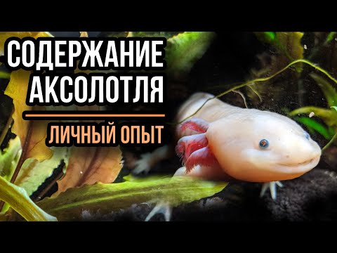 Содержание аксолотля.  Личный опыт.