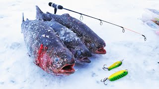 Зимняя рыбалка - первая в новом году! Выбрался половить форель на спиннинг.
