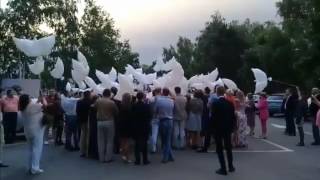 Запуск🎈 воздушных🕊 голубей 🔽Ресторан 'Сенгилей' Запуск🎈 воздушных🕊 голубей 🔽Ресторан 'Сенгилей'
