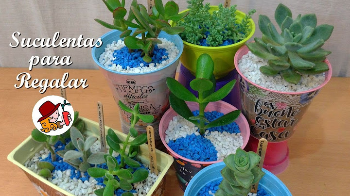 Cómo preparar SUCULENTAS para REGALAR