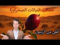 عجائب وفوائد نبتة القب ار الشفلح أم الكورسيتين الطبيعي وداعا للمكملات الغذائية عجائب وفوائد نبتة القب ار الشفلح أم الكورسيتين الطبيعي وداعا للمكملات الغذائية