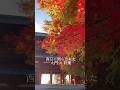 高野山で出会う、秋の美しさ🍁西日に照らされた大門【2025年11月】 #relaxnightjazz #relax #koyasan #紅葉
