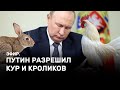 Путин разрешил кур и кроликов. Эфир