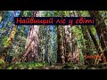 США/Найвищий ліс у світі/Redwood National Park