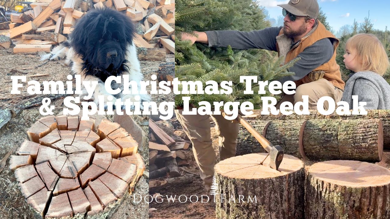 Harvesting our Family Christmas Tree, Bucking Big Rounds, and Splitting ...