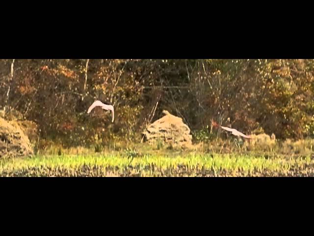 Asian Crested Ibis (Nipponia nippon)