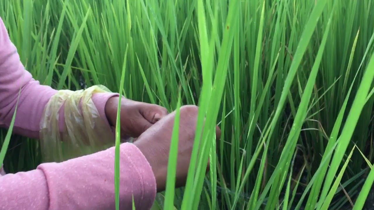 Amazing fishing net by girl in Cambodia 2017