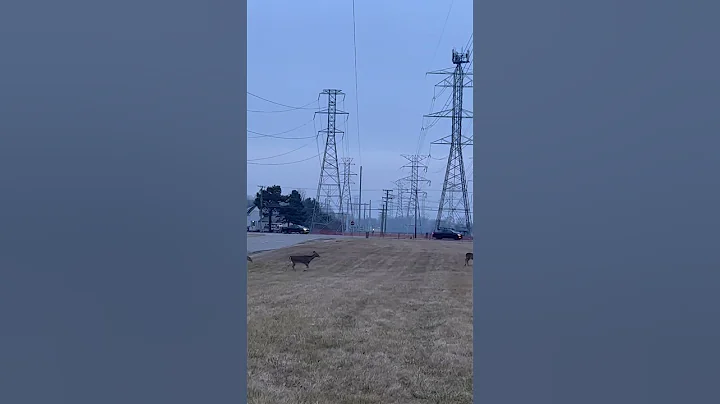Edison Court Deer on the move