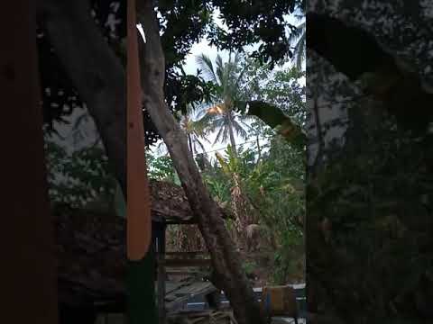 Pohon Menyentuh Jaringan Listrik Beginilah Jadinya