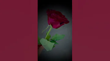 حالات واتس عاشت ايدك 