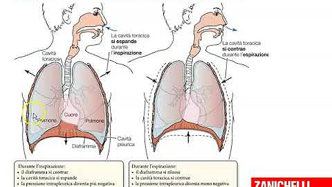 Meccanica respiratoria