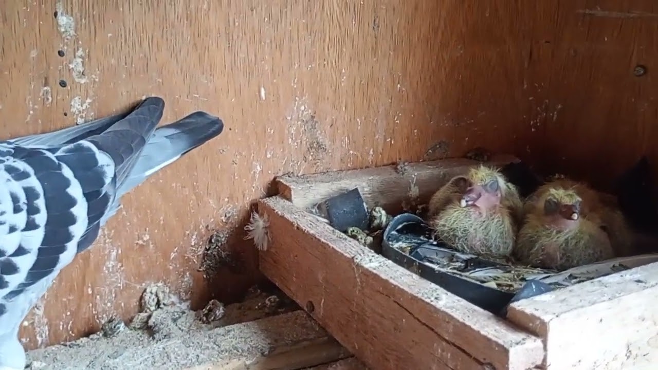 Revuadinha da pombadinha e atualização dos filhotes 