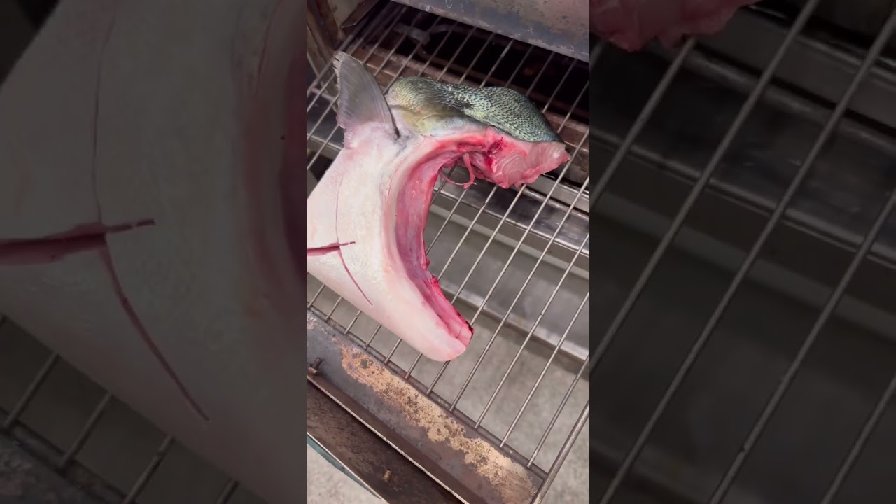 Baked Wild yellowtail collar 