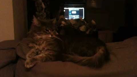 Vedett agrees Meowingtons