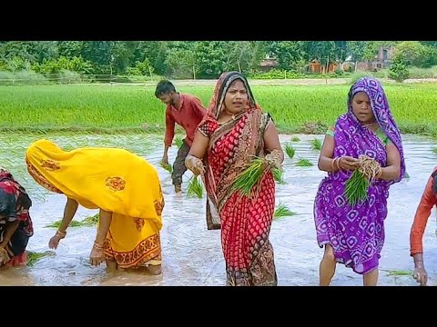 धान लगाते समय का गीत🌾🦗dhaan ropai geet🌱👸ननदी लकड़ी बीनै मत जाईव😢🌿👰भऊजी ढोलिया बाजै जियरा लहकै लाईक🙏🙏