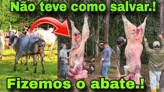 Tivemos que fazer o ab4te da vaca não deu pra salvar 