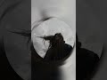 [Free] Minova x Clara La San- "Rum and Lemonade" (Prod.Rye Lee)