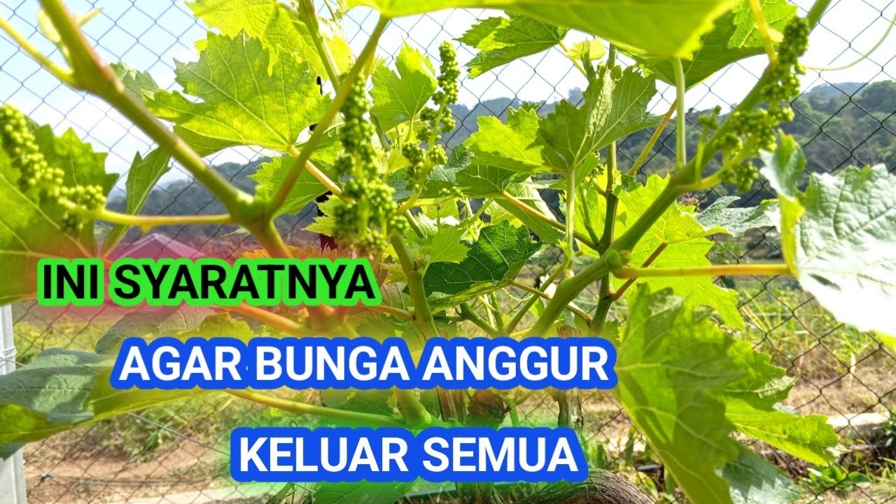 CARA AGAR BUNGA ANGGUR KELUAR SEMUA‼️ SAAT PEMANGKASAN.