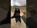 Bear zoomies animals animalsofyoutube funnyanimals