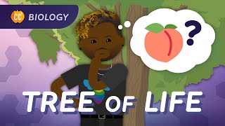 Humans Develop Butt First (and other insights from the Tree of Life): Crash Course Biology #18