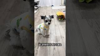 밥먹고 싶은 강아지 다비 #말티푸 #아침식사 #사료 #강아지쇼츠 #반려견 #오다비