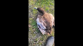 Highly Pathogenic Avian Influenza A(H5N5) Virus