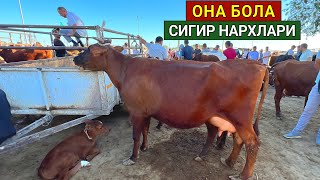 ОНА БОЛА СИГИР НАРХЛАРИ ХОРАЗМ МОЛ БОЗОРИ 10-АВГУСТ 2022-ЙИЛ ХОРАЗМ БОЗОР