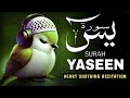 Surah Yaseen | Best Qur'an Recitation | Surah Yasin Tilawat | Yaseen Surah full #tilawati354