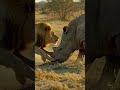 Full Force Lion vs Giant Rhino The Moment of Head On Collision!