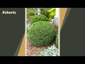 How to trim boxwood shrubs #shorts