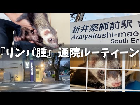 フェレットのリンパ節腫大、早期発見がカギ！知っておくべき症状と対処法