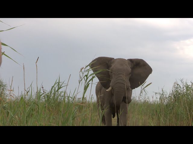 Elephant Hunting in the Caprivi class=