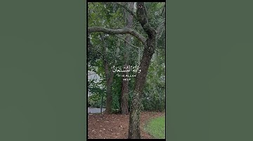 قران كريم 🤍🌸 ارح سمعك 🥺 #اكسبلور #قران_كريم #fyp #follow #foryou #like #قران_كريم #تصويري