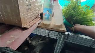 Corn Fodder Experiment for Turkey Feed