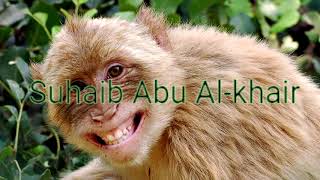 مؤثرات صوتية للمونتاج - صوت قرد | Sound effects for montage - Monkey sound