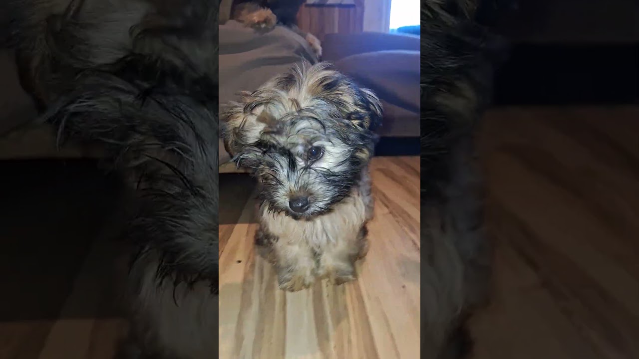 #dog #daxandbaileyshow #adogspurpose #godisreal #therapy #recovery #dogshorts #shorts #short #puppy