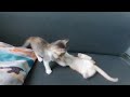 Fighting kittens