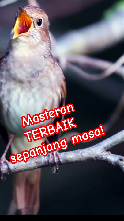 Masteran terbaik sepanjang massa//sikatan londo/ common nightingale