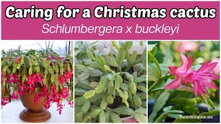 Christas Cactus Care How to Grow Schlumbergera x buckleyi Indoors Christas Cactus Care How to Grow Schlumbergera x buckleyi Indoors