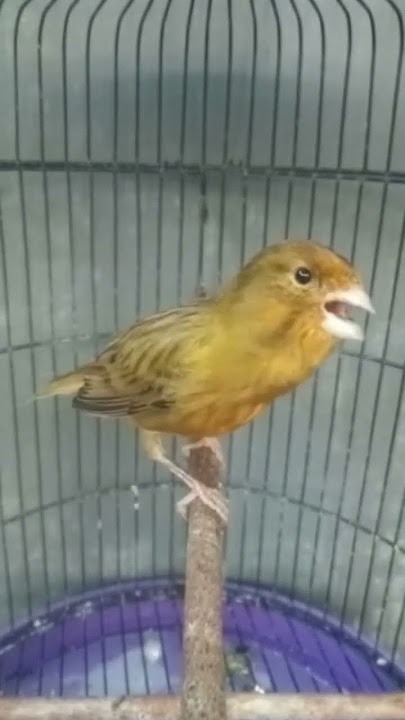 KENARI GACOR NGEROL, KENARI NGEROL PANJANG #kenarigacor #kenari #kenaringerolpanjang