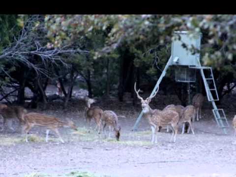 270 Ac Hunting Ranch in Junction, Texas. Contact Louis Marino, Broker