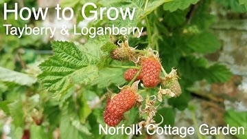 How to grow Tayberry and Loganberry vines