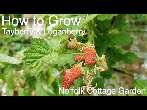 Video: Loganberry-plantversorging - wenke om loganbessies in tuine te kweek